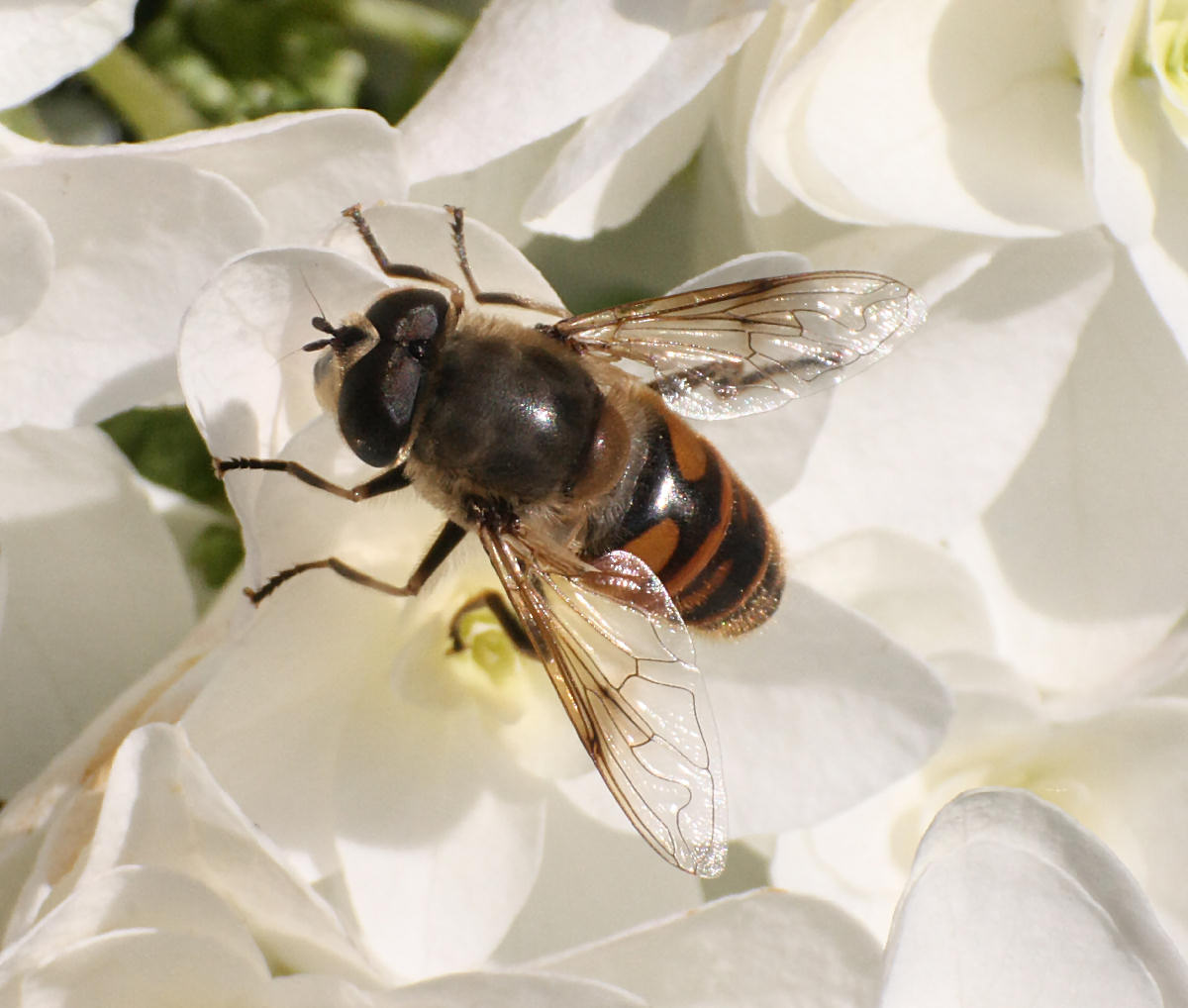 Eristalis pertinax ??